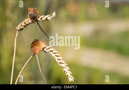 A pair of tiny Harvest Mice on ears of corn Stock Photo