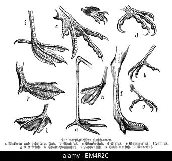 Old illustration of birds feet Stock Photo - Alamy