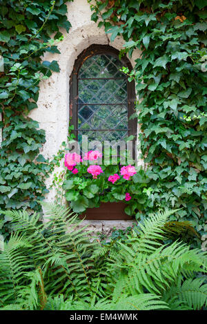 Castle window and vivid pink flowers Stock Photo