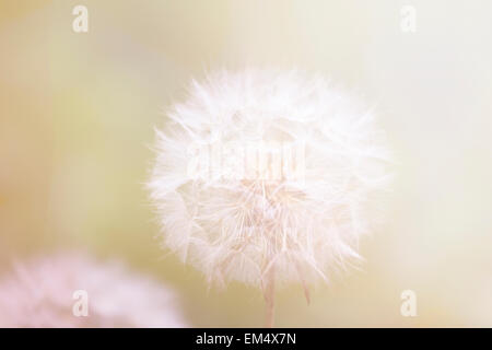 Dandelion blowball in close up Stock Photo