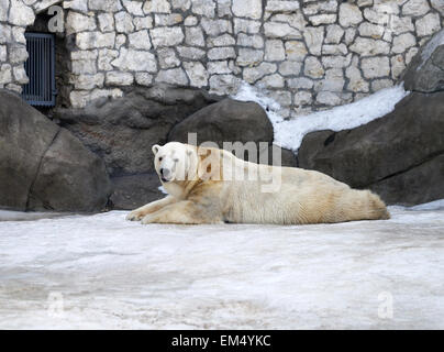Polar Bear playing in the snow at the zoo Stock Photo