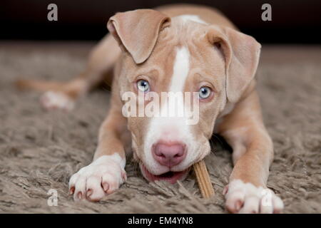Puppy eating a chew Stock Photo