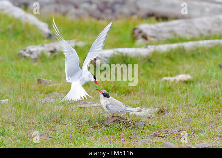 Arctic Tern (Sterna paradisaea) adult feeding chicken in flight, Iceland Stock Photo