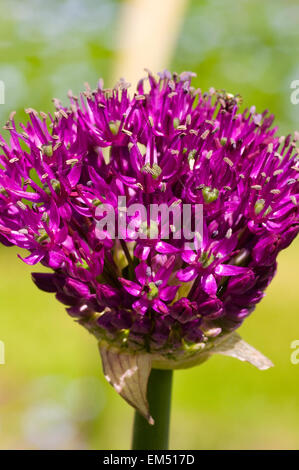Opening Bud Of An Allium Purple Sensation Stock Photo