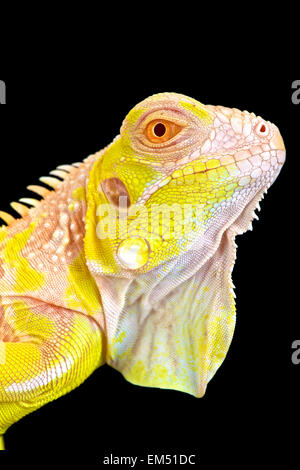 Albino Iguana (Iguana iguana) Stock Photo