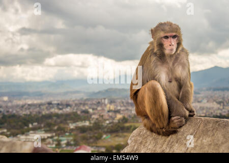 Rhesus Monkey sitting in front of Kathmandu cityscape Stock Photo