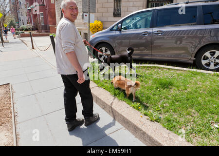 Man walking dogs on sidewalk - USA Stock Photo