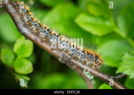 Northern Eggar caterpillar in Scottish Highlands. Stock Photo