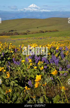 WASHINGTON - Mount Hood from balsamroot and lupine covered meadows of  Dalles Mountain Ranch area of Columbia Hilss State Park. Stock Photo