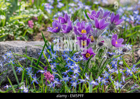 Pasque Flower Pulsatilla Chinensis Cluster In Full Bloom Stock Photo ...