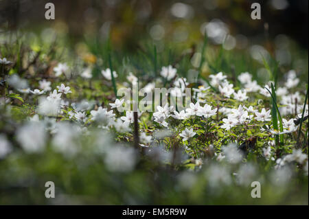 Wood anemone, Dunsford Wood nature reserve on the River Teign, Dunsford, Devon, UK. Stock Photo