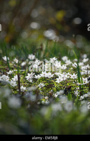 Wood anemone, Dunsford Wood nature reserve on the River Teign, Dunsford, Devon, UK. Stock Photo