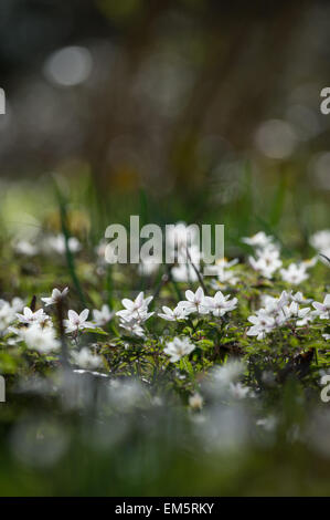 Wood anemone, Dunsford Wood nature reserve on the River Teign, Dunsford, Devon, UK. Stock Photo