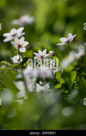 Wood anemone, Dunsford Wood nature reserve on the River Teign, Dunsford, Devon, UK. Stock Photo