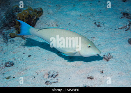 Longnose parrotfish (Hipposcarus harid). It browses on filamentous algae growing on sand .  Egypt,  Red Sea. Stock Photo