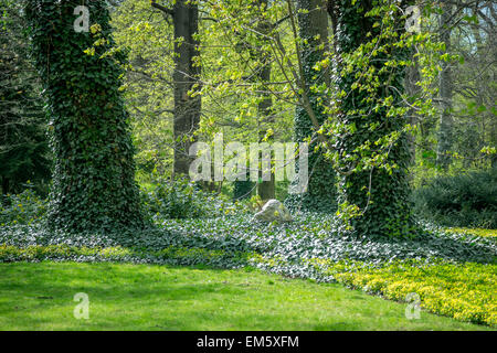 Budding old horse chestnut trees ivy covered in the spring sunlight Stock Photo