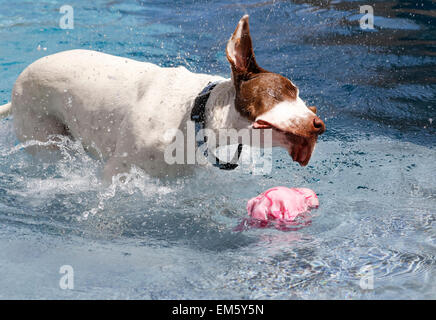 Dog shaking off water in a pool Stock Photo