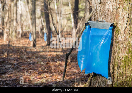 Tapping maple trees in the Spring to make maple syrup.  Selective focus on the bulging blue collection bags in the foreground. Stock Photo