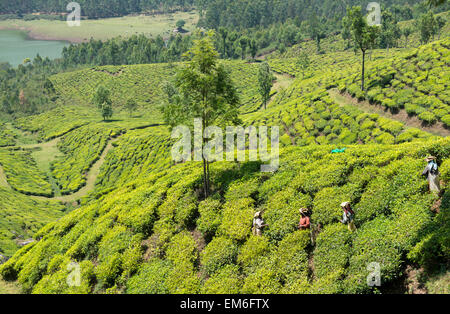 Tea pickers at work on a plantation in the hills of Munnar, India Stock Photo