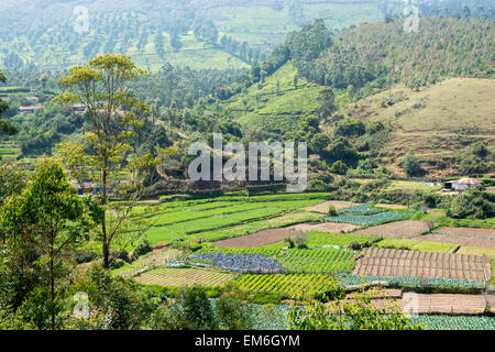 Tea plantations in Munnar, Kerala India Stock Photo