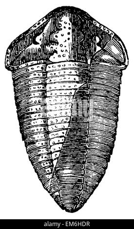 Silurian trilobite ( fossil) Stock Photo