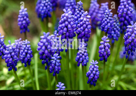Blue Muscari armeniacum Grape Hyacinth garden spring flowers Stock Photo