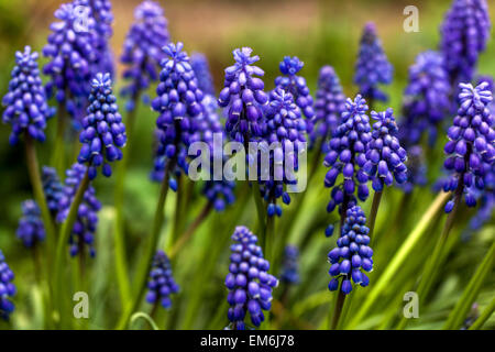Blue Grape Hyacinth blue Muscari armeniacum beautiful flowers in spring Stock Photo