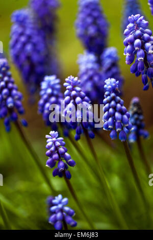 Muscari armeniacum Grape Hyacinth blue blossoms Stock Photo