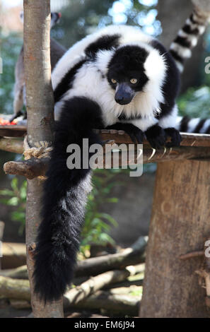 A beautiful black and white ruffed lemur  in the IN With The Lemurs enclosure at London Zoo in Regent's Park, London, UK Stock Photo