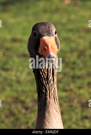 RS 4824. Greylag Goose (Anser anser), Kent, England Stock Photo
