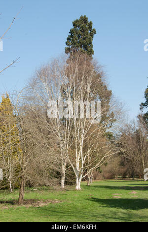 Two specimens of Betula utilis var. jacquemontii  in the grounds of Langley Park, Buckinghamshire Stock Photo