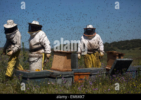 Beekeepers work in a swarm of honey bees buzzing an flying in Los Alcornocales Natural Park, Cadiz province, Andalusia, Spain Stock Photo