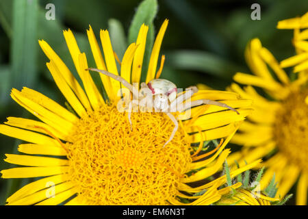 Crab spider on yellow flower macro Stock Photo