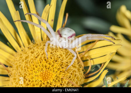 Crab spider on yellow flower macro Stock Photo