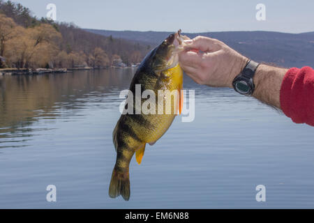 A jumbo Yellow perch on a springtime lake. Stock Photo