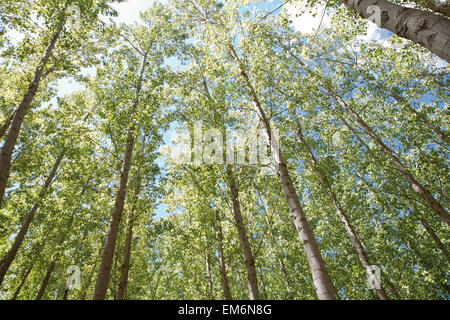 Young poplar forest on springtime, Valdelacalzada, Spain. Low angle view Stock Photo