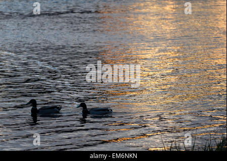 River Tweed, Kelso, Kelso, UK. 16th Apr, 2015. Summer Weather, Kelso Kelso in the Scottish Borders, after a warm day the sun sets over the River Tweed and temperatures fall Ducks on the River Tweed, with the glinting golden sun reflecting on the water. Credit:  Rob Gray/Ģ����ý Live News Stock Photo