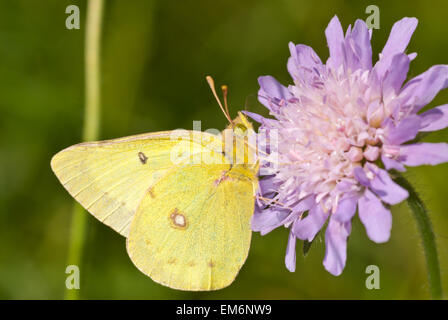 Clouded sulphur butterfly, Colias philodice, feeding from a field scabious flower, Riverlot 56 Natural Area, Alberta Stock Photo