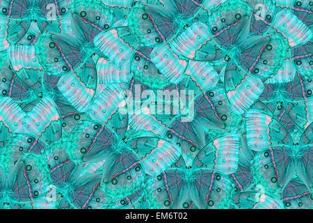 Beautiful multicolor pattern background texture made from Cambodian Junglequeen Butterfly (Stichophthalma howqua) Stock Photo