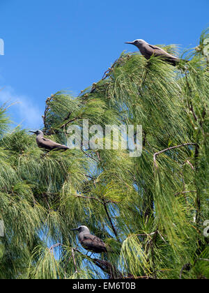 Rodrigues, Ile aux Cocos,période de ponte des noddy, Mauritius Stock Photo