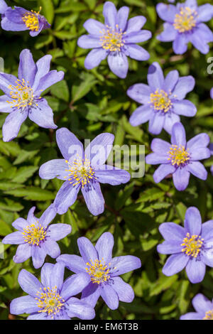 Anemone nemorosa robinsoniana  Anemone Robinsoniana Stock Photo