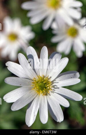 Anemone blanda 'White Splendour' flower. Windflower White flowers Stock Photo