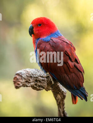 Female Eclectus Roratus parrot is mostly bright red and purple or blue plumage. Stock Photo