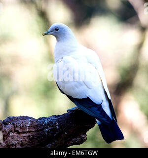 White Pigeon sitting on the tree. Pigeons and doves, are stout-bodied birds with short necks, and short, slender bills. Stock Photo