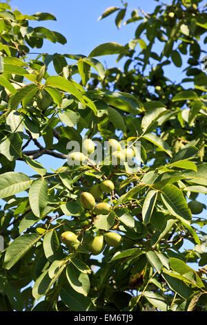 RS 4923. Walnuts growing, Kent, England Stock Photo