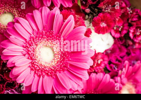 Beautiful red bunch of flowers from the garden. The petals of the bloom are fresh and bright attracting the local honey bees.  P Stock Photo