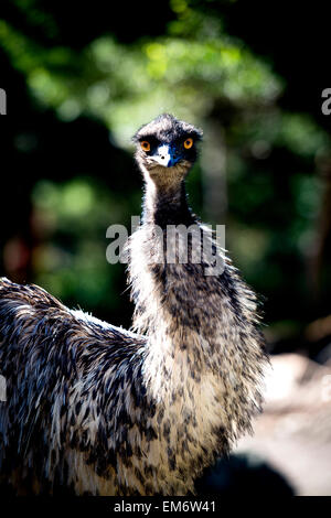 Emu looking with its bright orange eyes. Its pre-historic look is exaggerated with it black, grey, white and brow feathers. Stock Photo