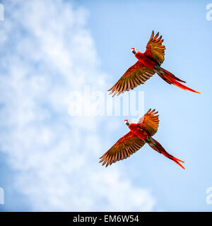 Beautiful bright multi colored pair of macaws flying in the sky. The plumage is mostly scarlet Stock Photo