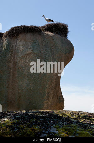 Storks nest in the Barruecos Natural Park, Caceres, Spain. This is a spectacular natural creation with enormous granite boulders Stock Photo