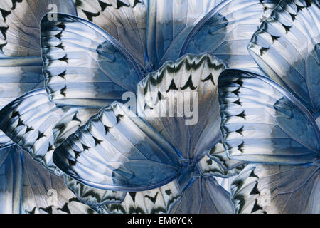 Beautiful multicolor pattern background texture made from Cambodian Junglequeen Butterfly (Stichophthalma howqua) Stock Photo